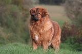 DOGUE DU TIBET 580